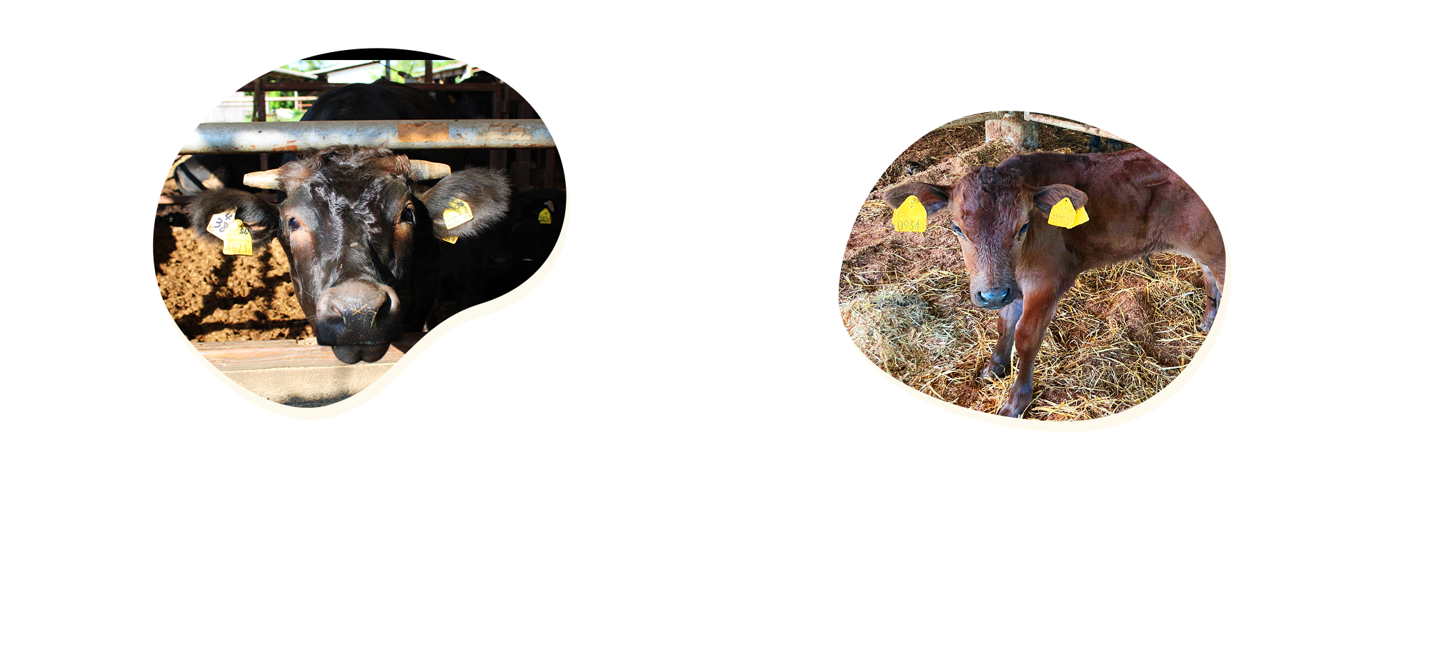 採用情報