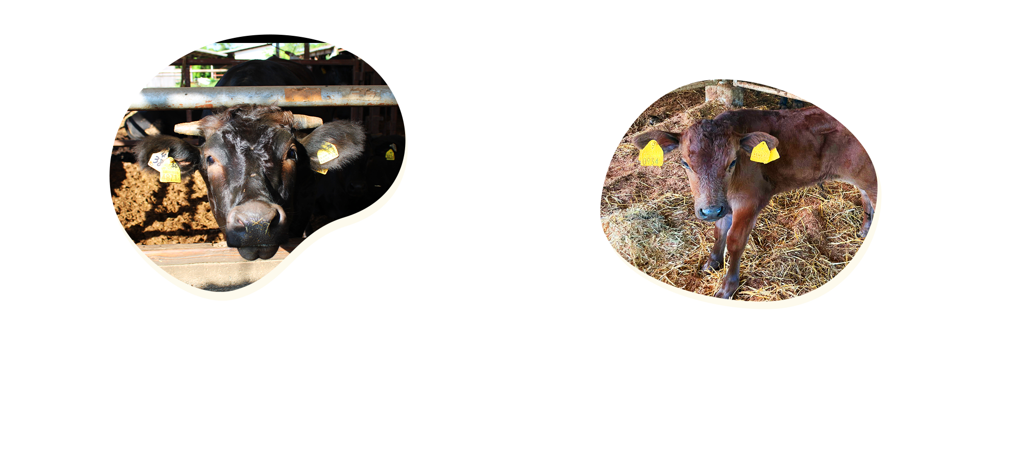 応募フォーム・お問い合わせ