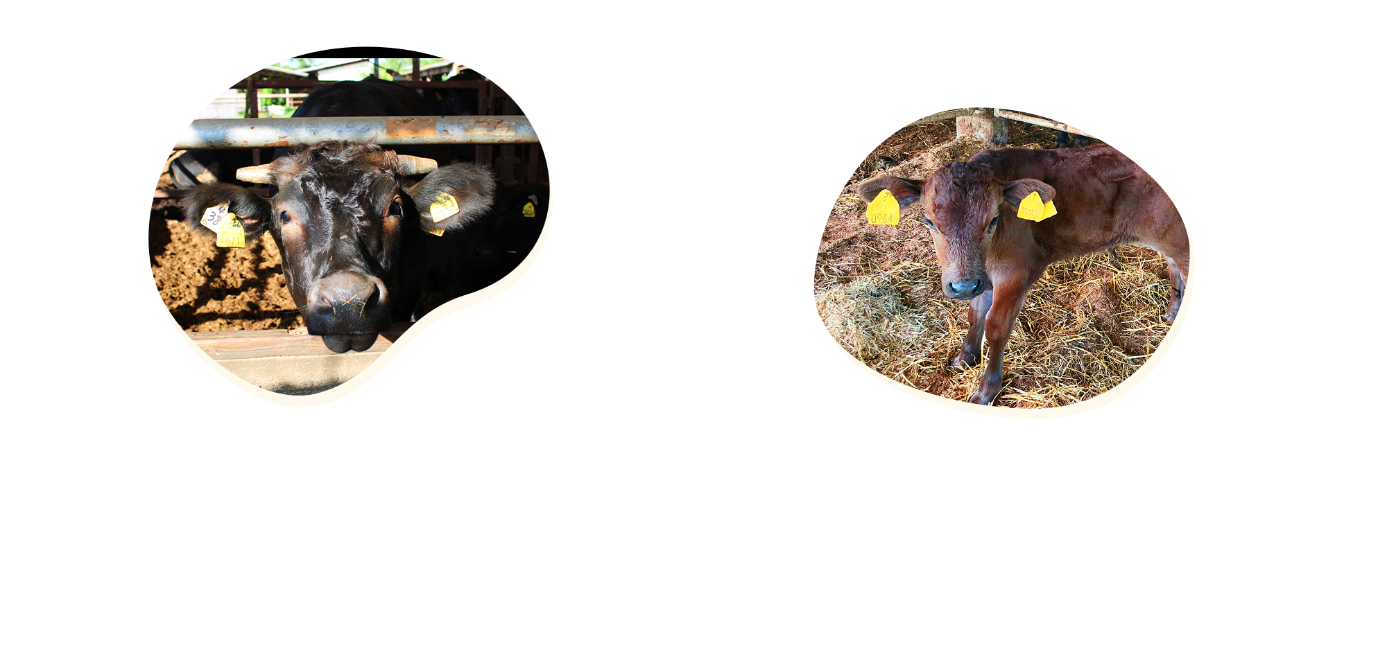 オフィシャルブログ